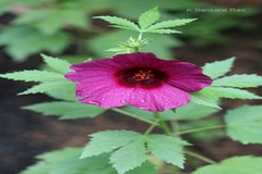 Hibiscus radiatus